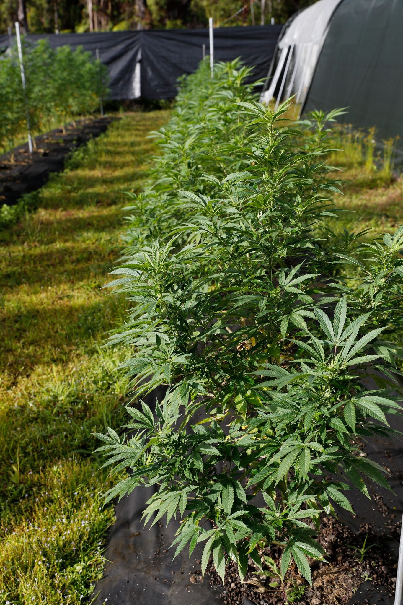 Queen Dream Live Hemp Plants