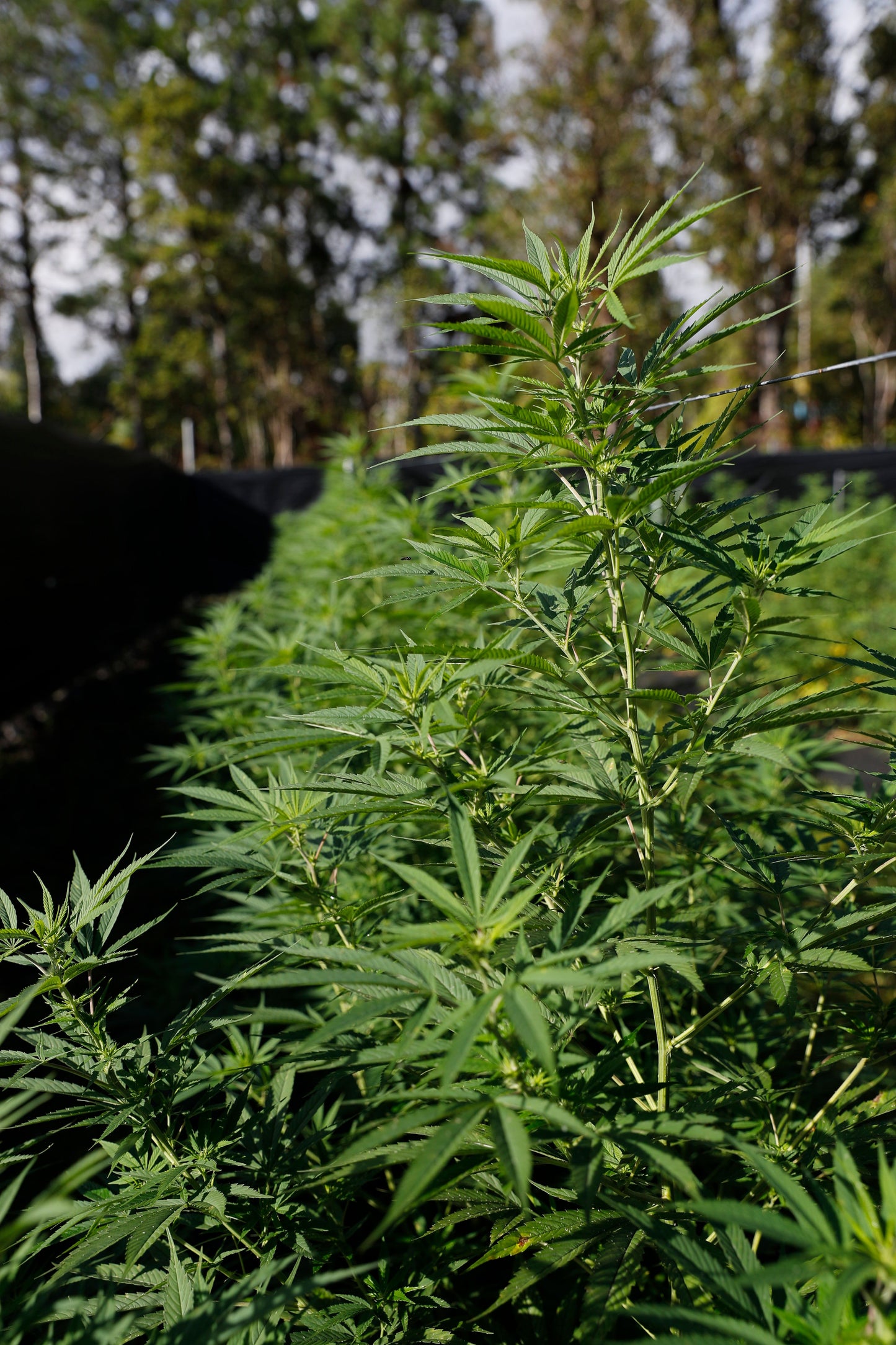 Berry Blossom Live Hemp Plants